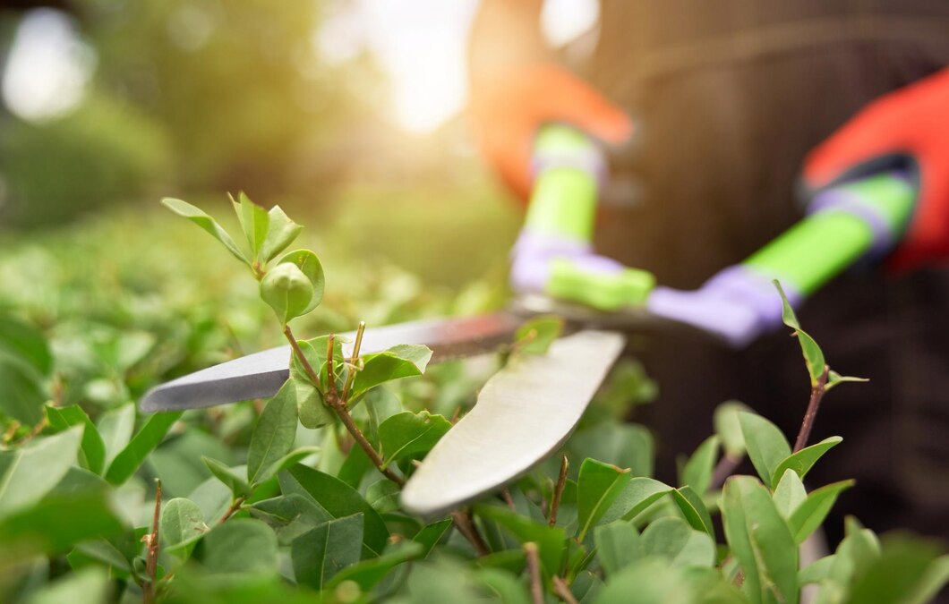 Wertykulator ogrodowy – jak wybrać idealne urządzenie do pielęgnacji trawnika
