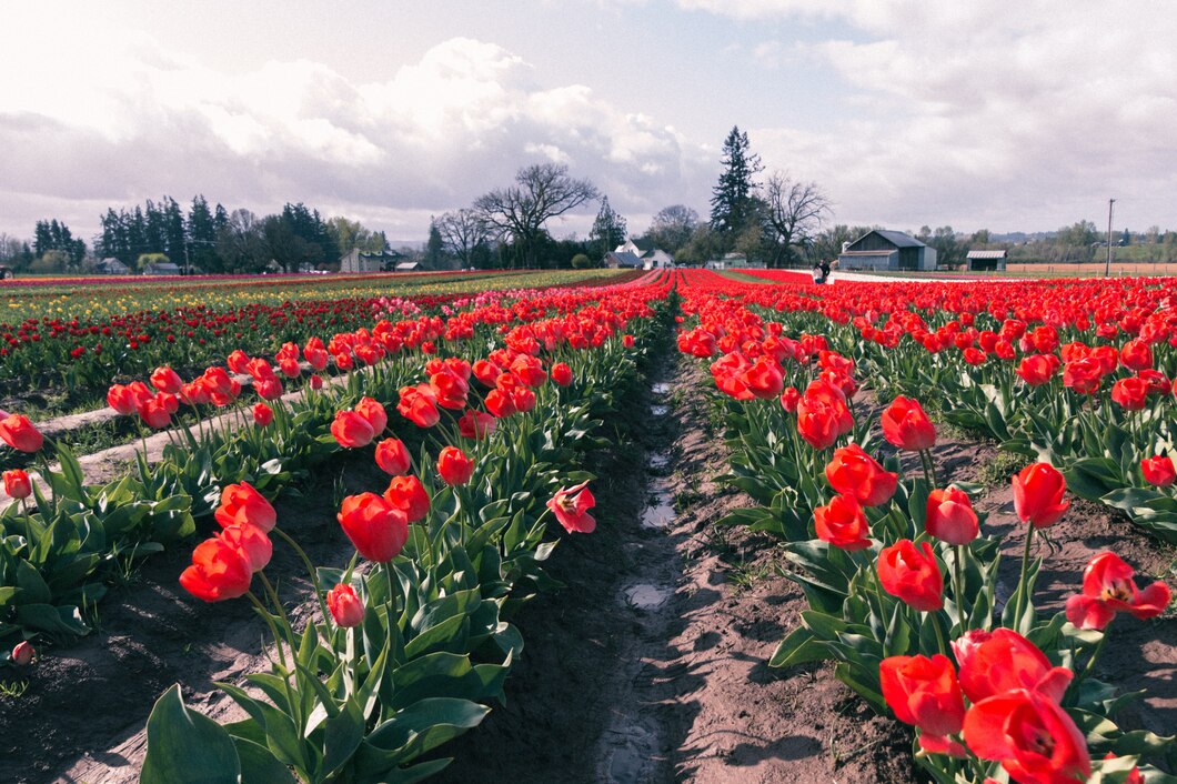 Jak przygotować się do pracy w ogrodnictwie w kraju tulipanów?